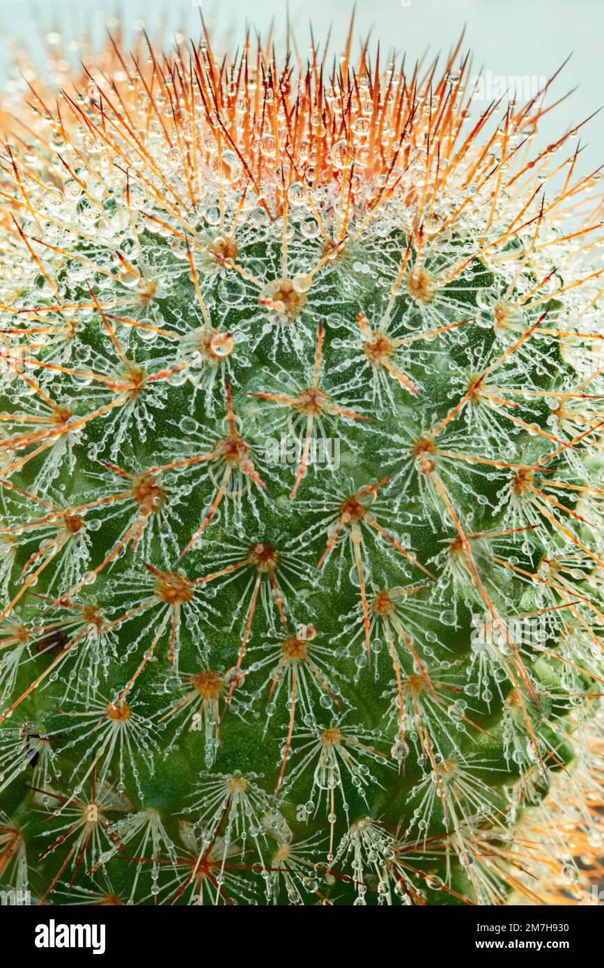 Upper part of Mammillaria spinosissima with its sharp tips filled with fine water droplets Stock Photo