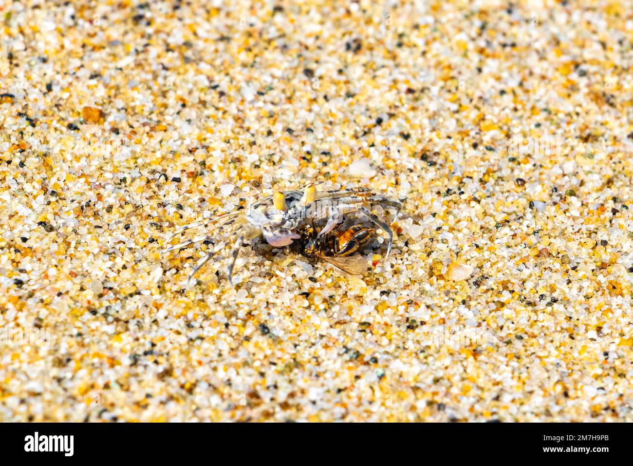 Beach Mini Insects Tiny sand crab beach crab drags eats a fly bee insect on the beach sand ...