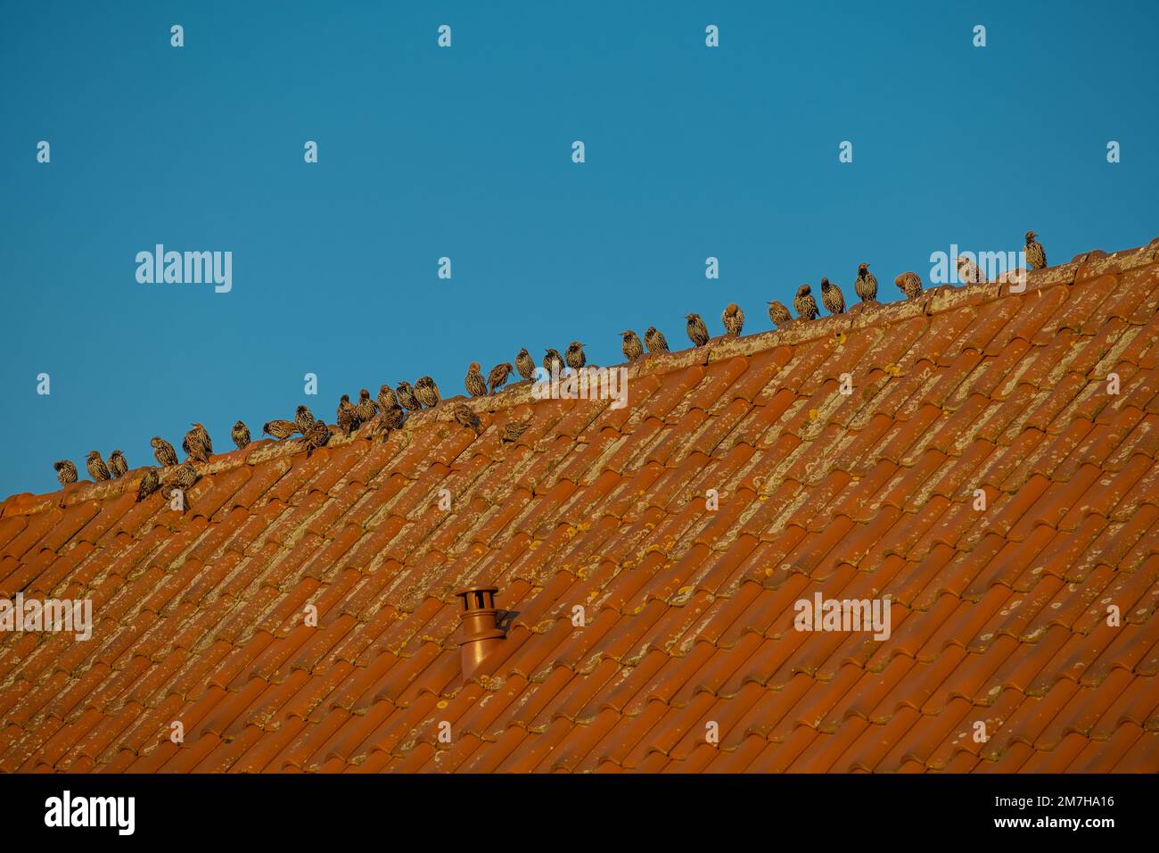 birds sits on a tiled roof.Birds in urban habitat. Bird minimalism