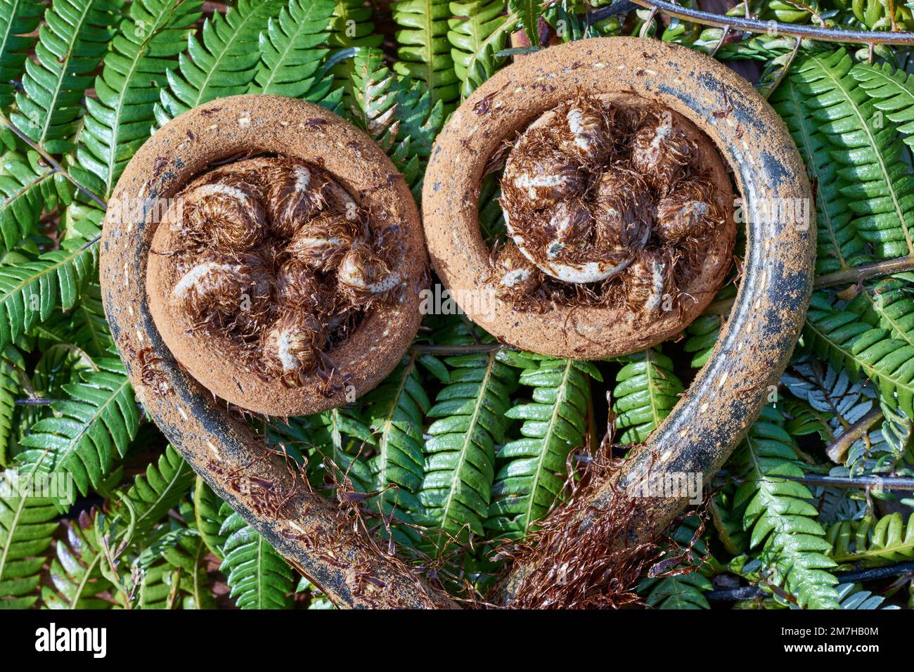 New Zealand tree fern fronds in heart shape Stock Photo