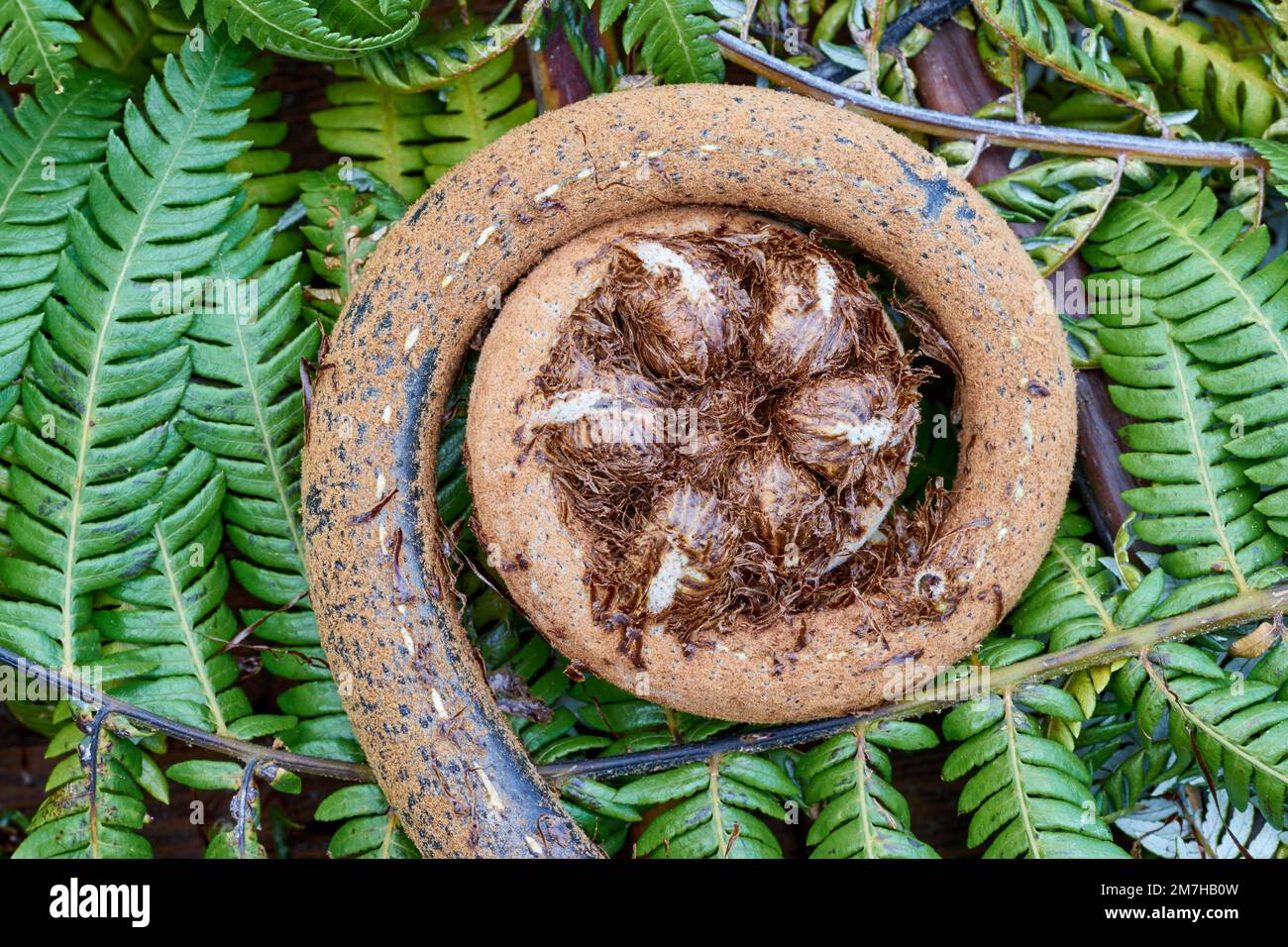 New Zealand tree fern koru Stock Photo