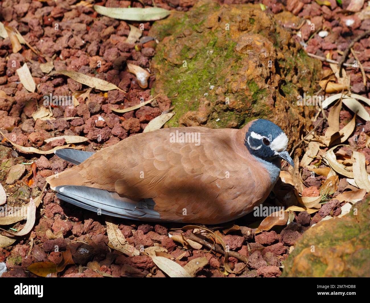 Remarkable distinctive Flock Bronzewing camouflaged against a natural background. Stock Photo