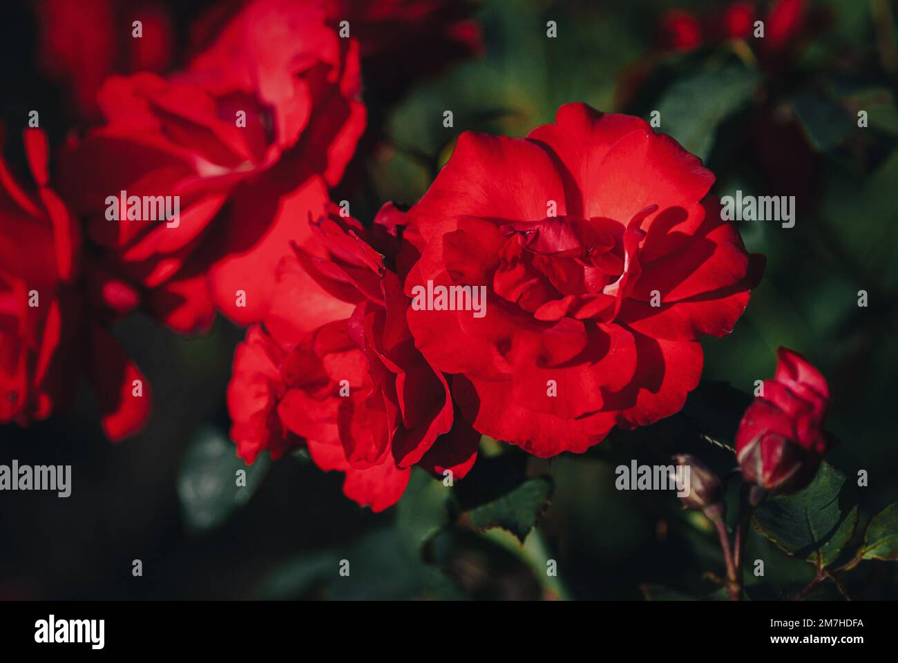Red orange climbing roses Orange Flare by Kordes blooming in the sunny ...