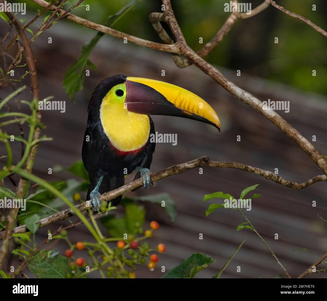 Yellow-throated toucan (Ramphastos ambiguus) perched on a tree branch, Costa Rica Stock Photo