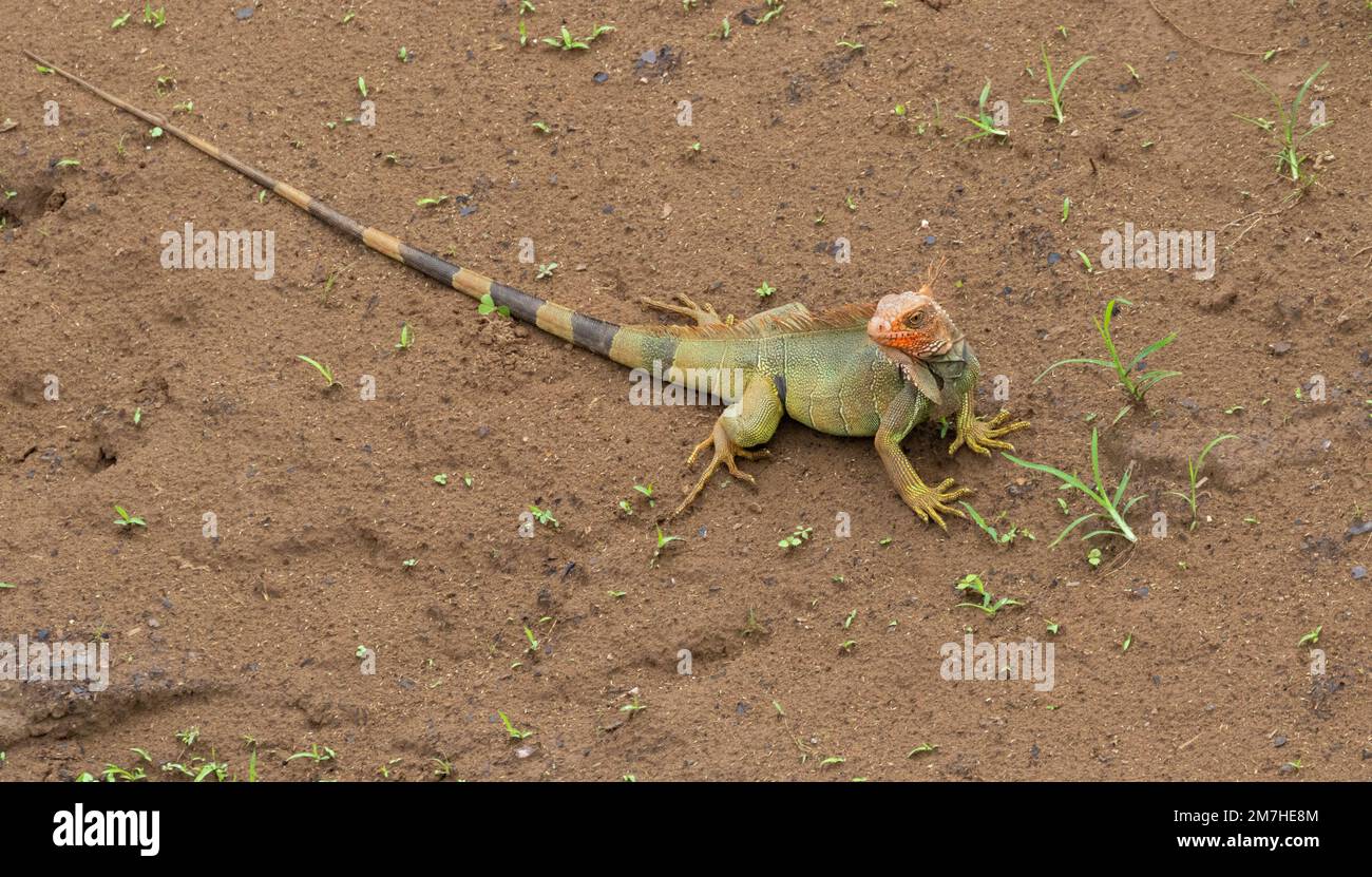 Crocodile iguana hi-res stock photography and images - Alamy