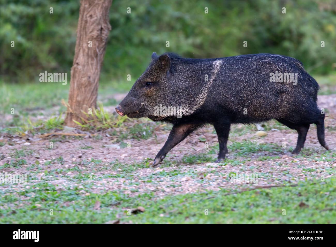 The collared peccary (Dicotyles tajacu) at  Bentsen-Rio Grande Valley State Park, Texas Stock Photo