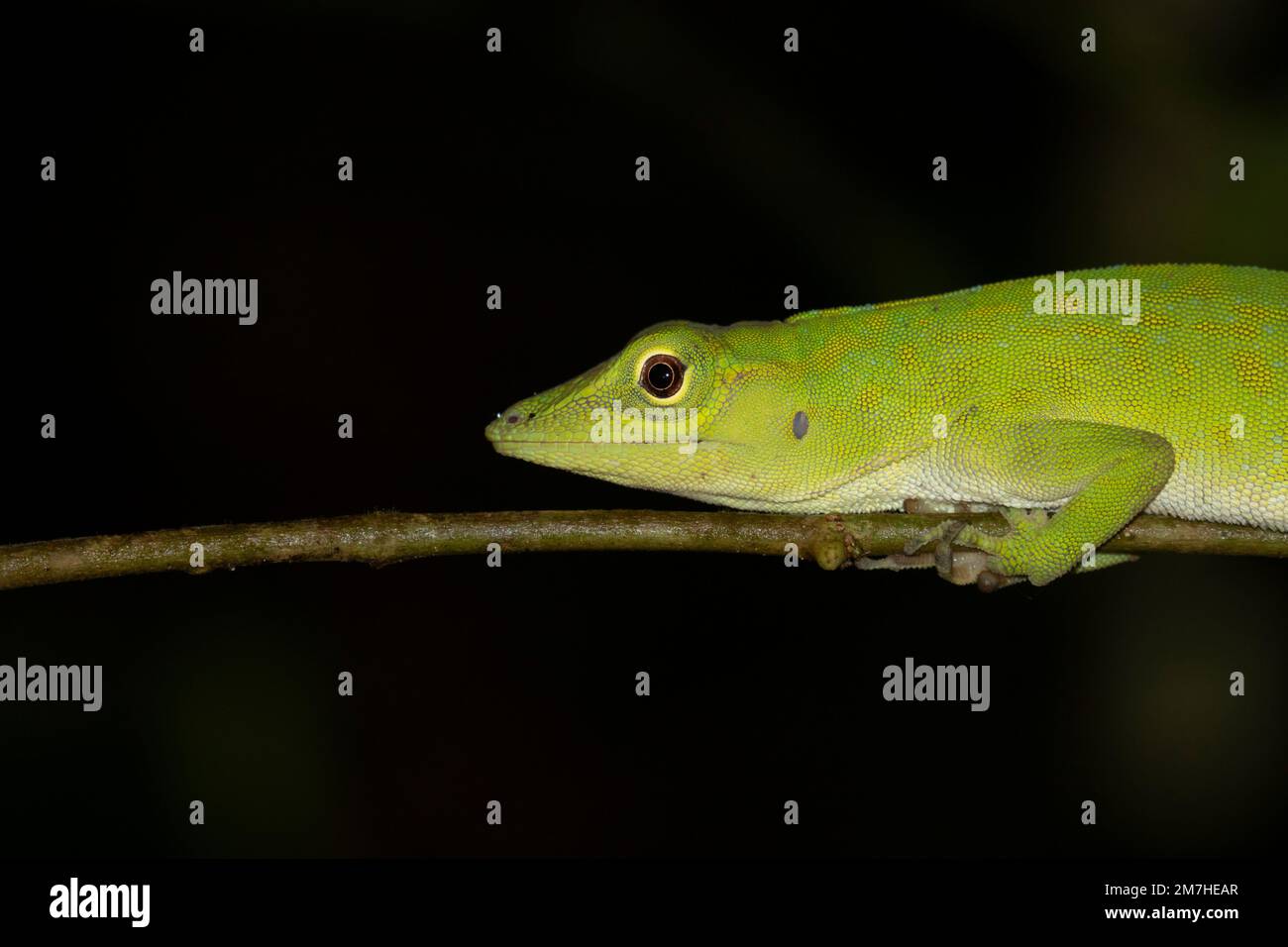 The Neotropical green anole (Anolis biporcatus), native to Costa Rica