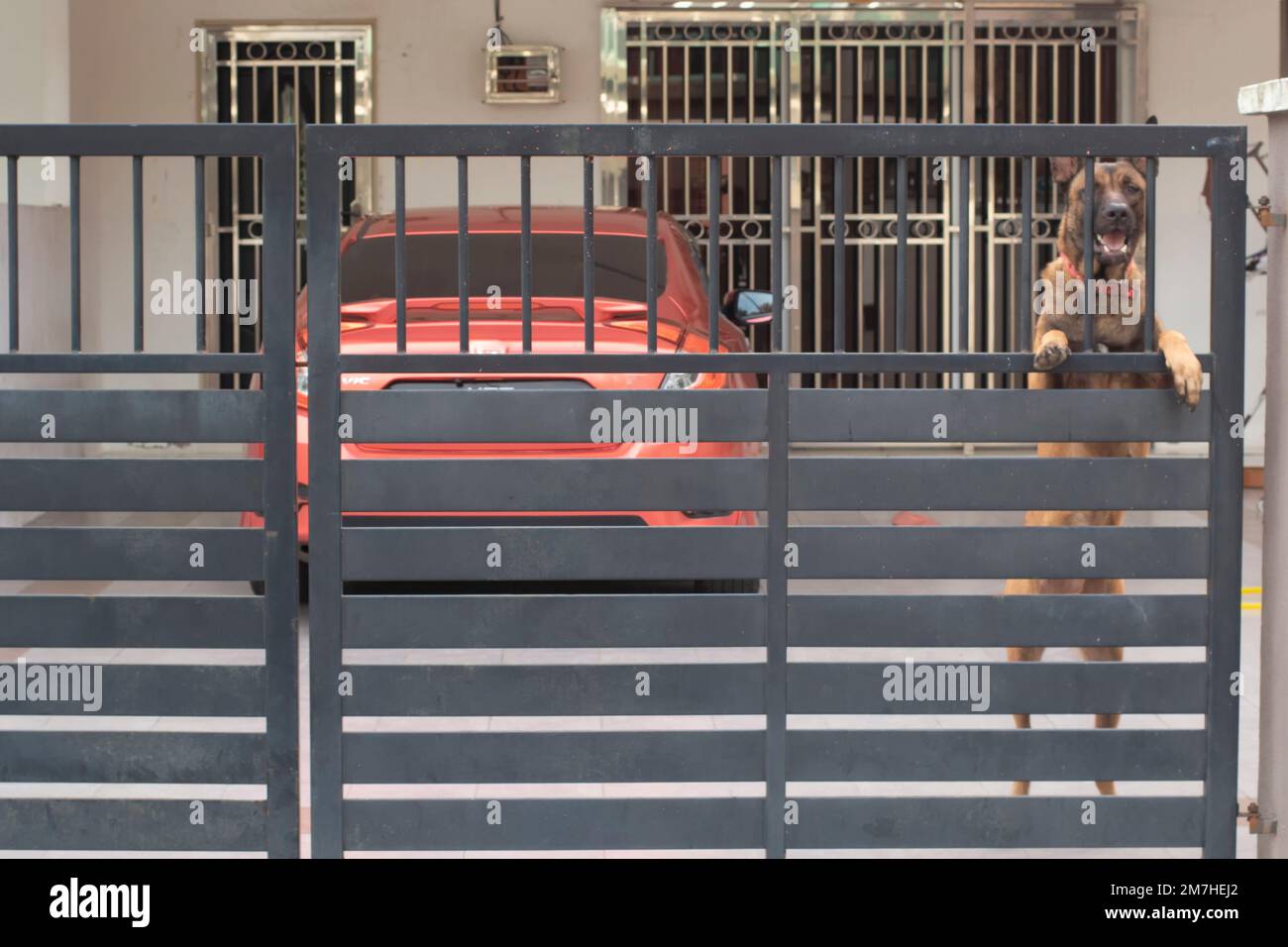 Aggressive dog leash hires stock photography and images Alamy