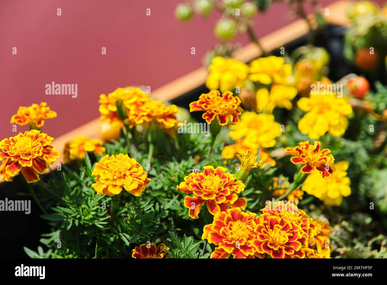 Vegetables and aromatic plants growing in a urban community garden located on the rooftop of a building. Concepts of sustainable agriculture, ecology Stock Photo