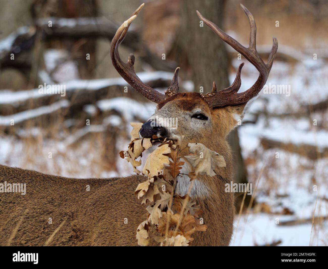 Male whitetailed deer eating dried oak leaves Stock Photo Alamy