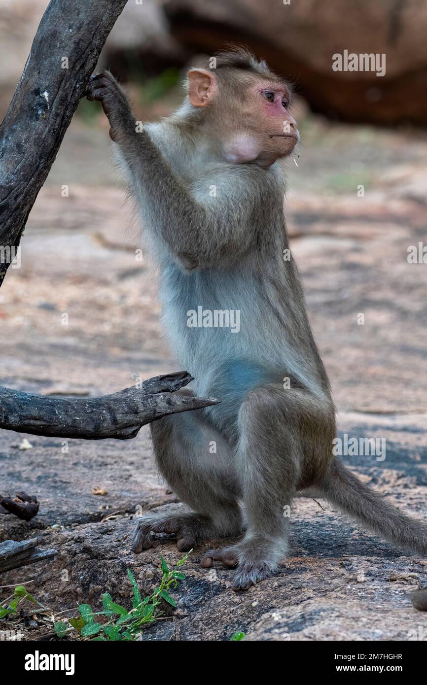 Bonnet macaque or Macaca radiata, or zati, observed in Hampi, India Stock Photo