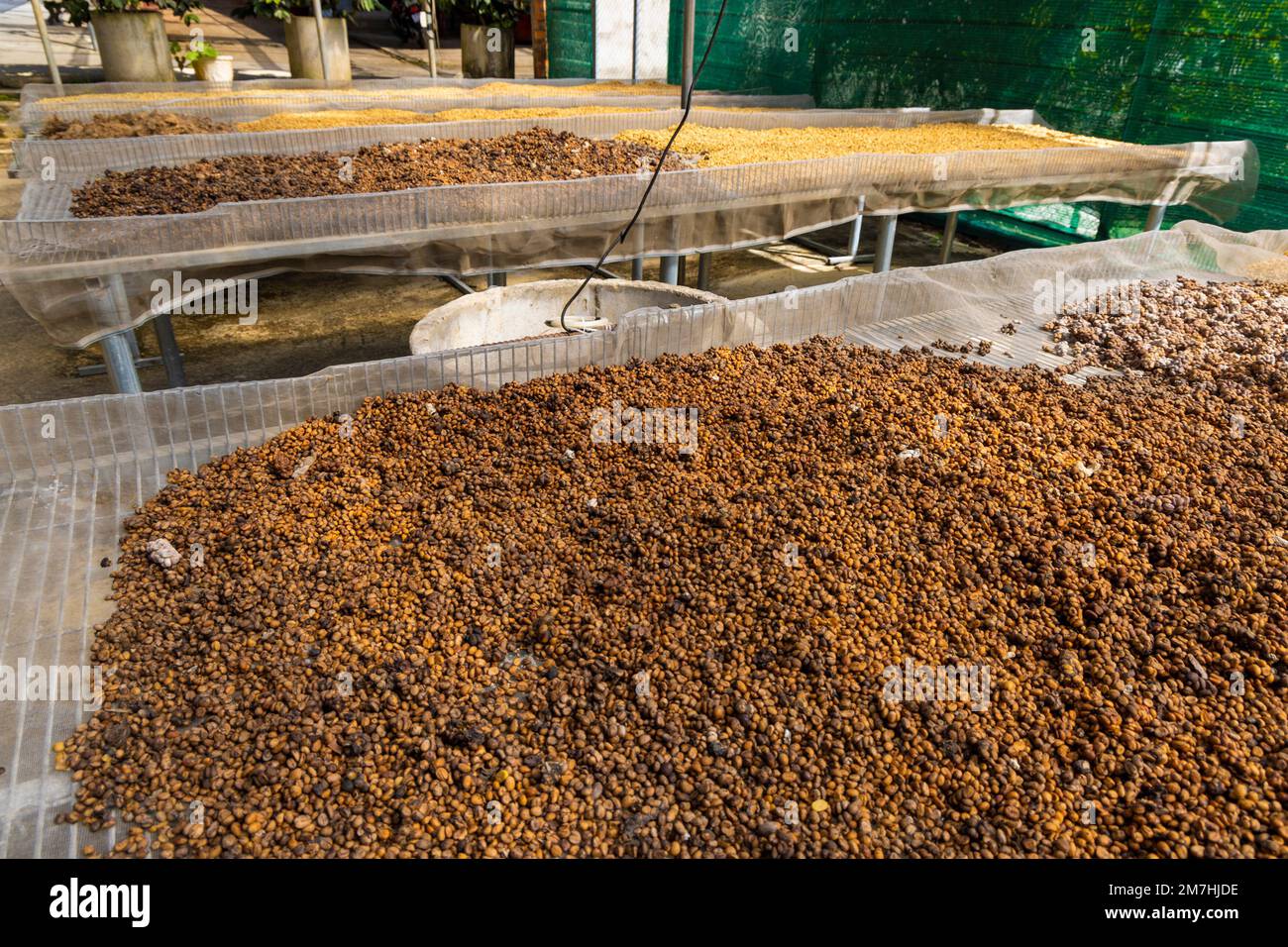 Drying of the coffee beans of the weasel coffee in Vietnam Stock Photo