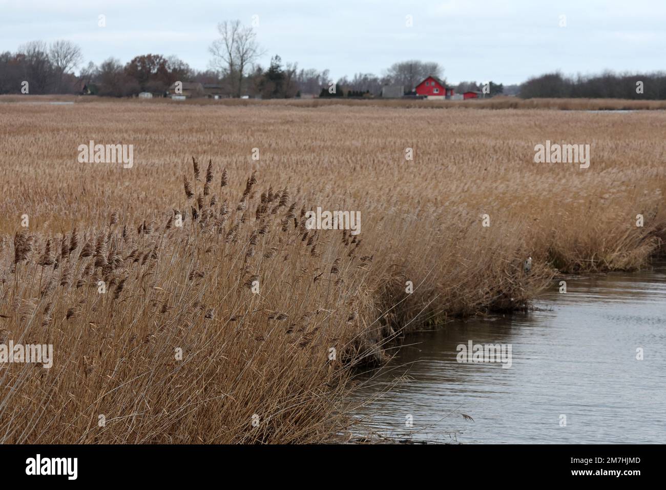 Barth, Germany. 05th Jan, 2023. On a wet area at the Barthe river reed