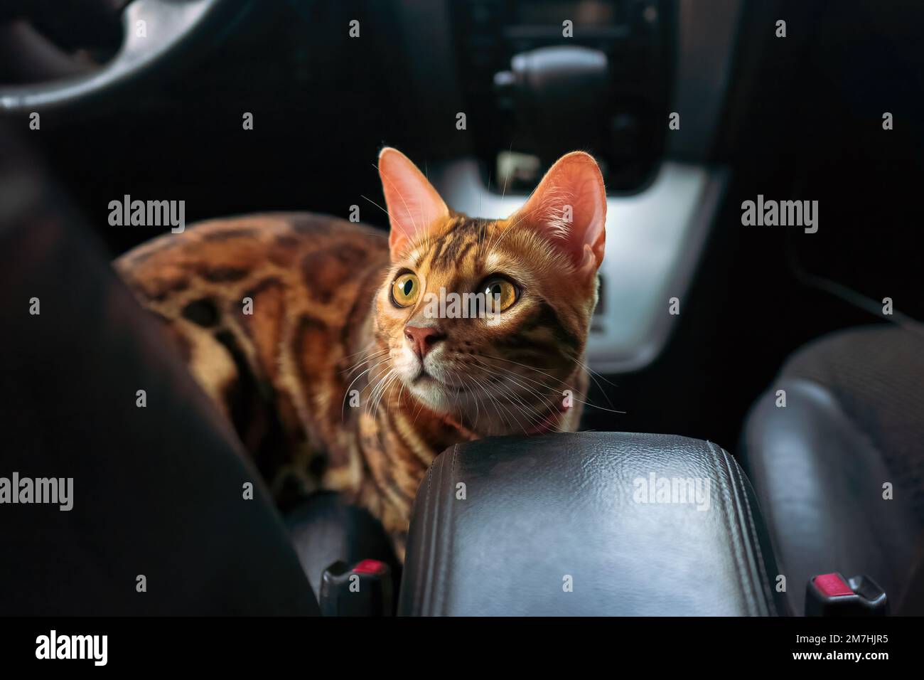 Young bengal cat in the car Stock Photo Alamy