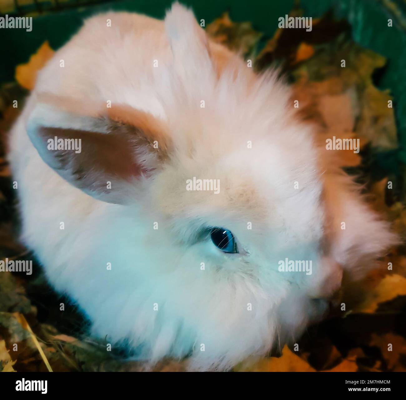 Dwarf rabbit alone nature hi-res stock photography and images - Alamy