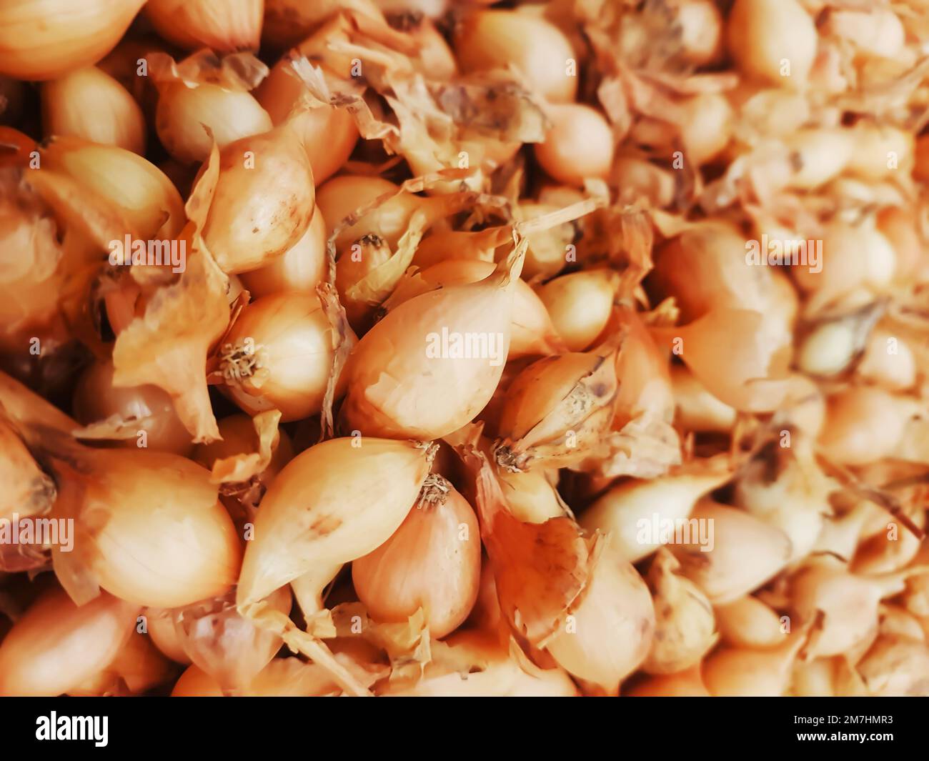 Lots onions hi-res stock photography and images - Alamy