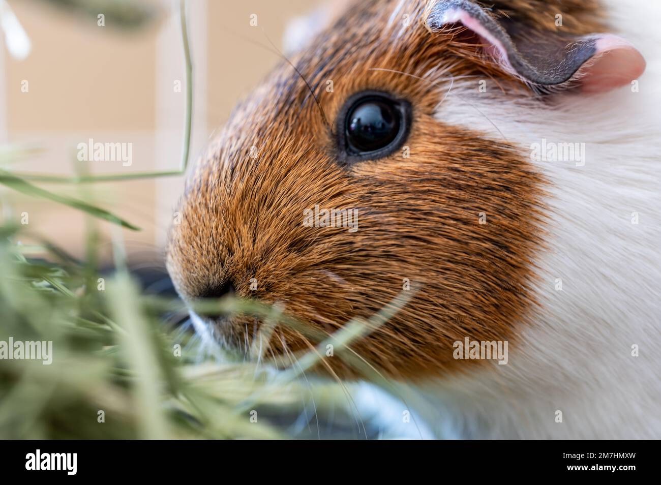 American cavy guinea pig eating hay in a cage Stock Photo Alamy