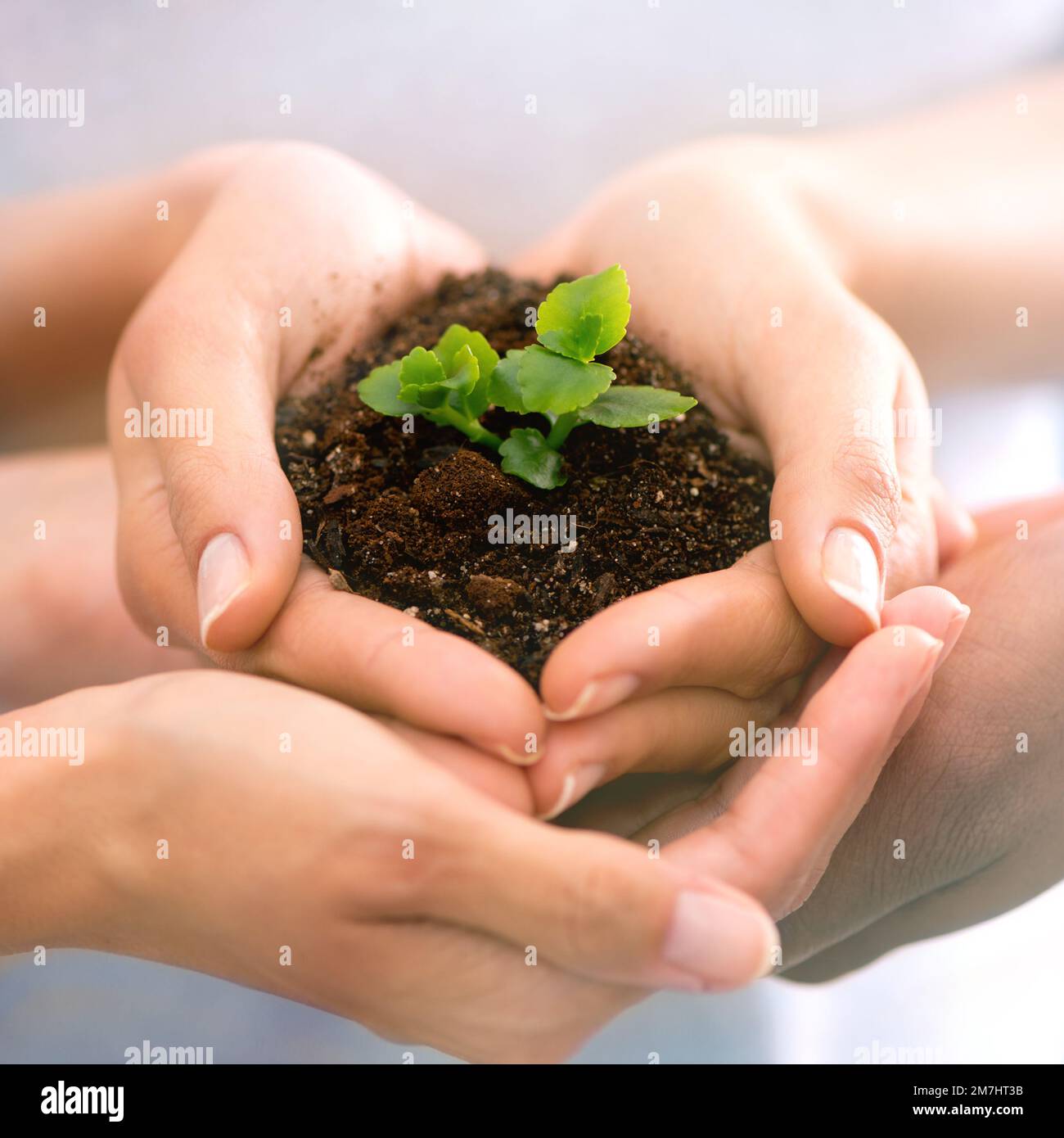 Potential for growth. Closeup shot of cupped hand holding a small seedling. Stock Photo