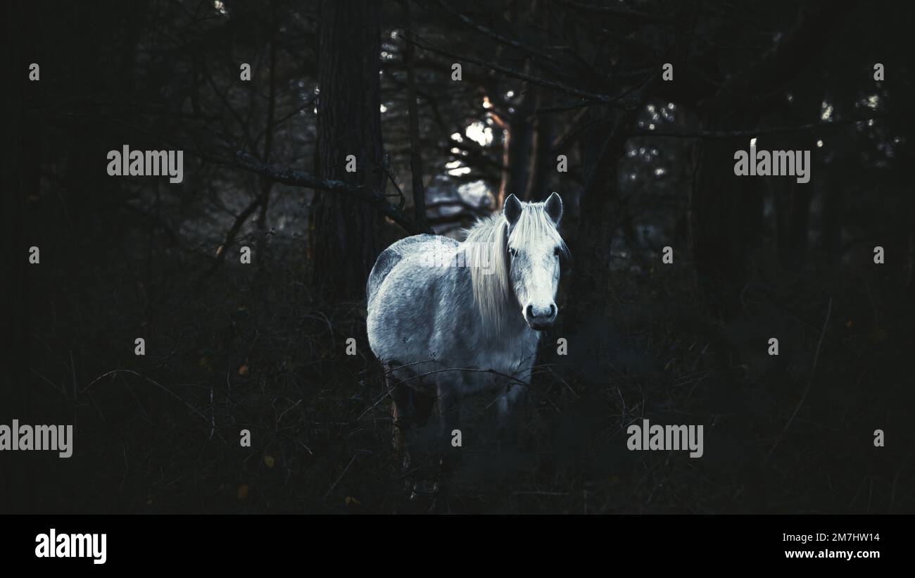A white cute horse in a dark forest perfect for wallpapers and