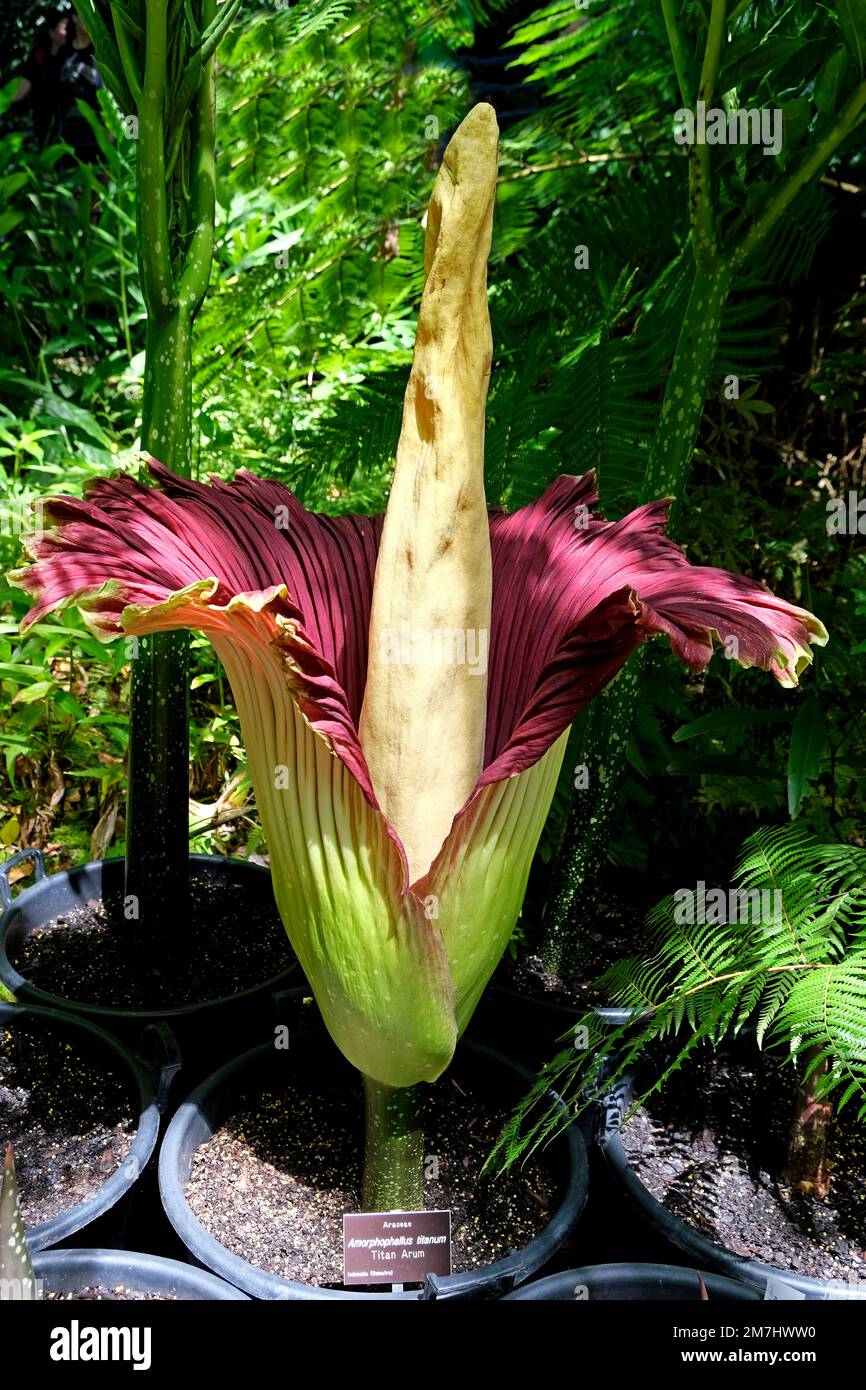A Titan Arum also known as the Corpse Flower in a rare flowering in ...