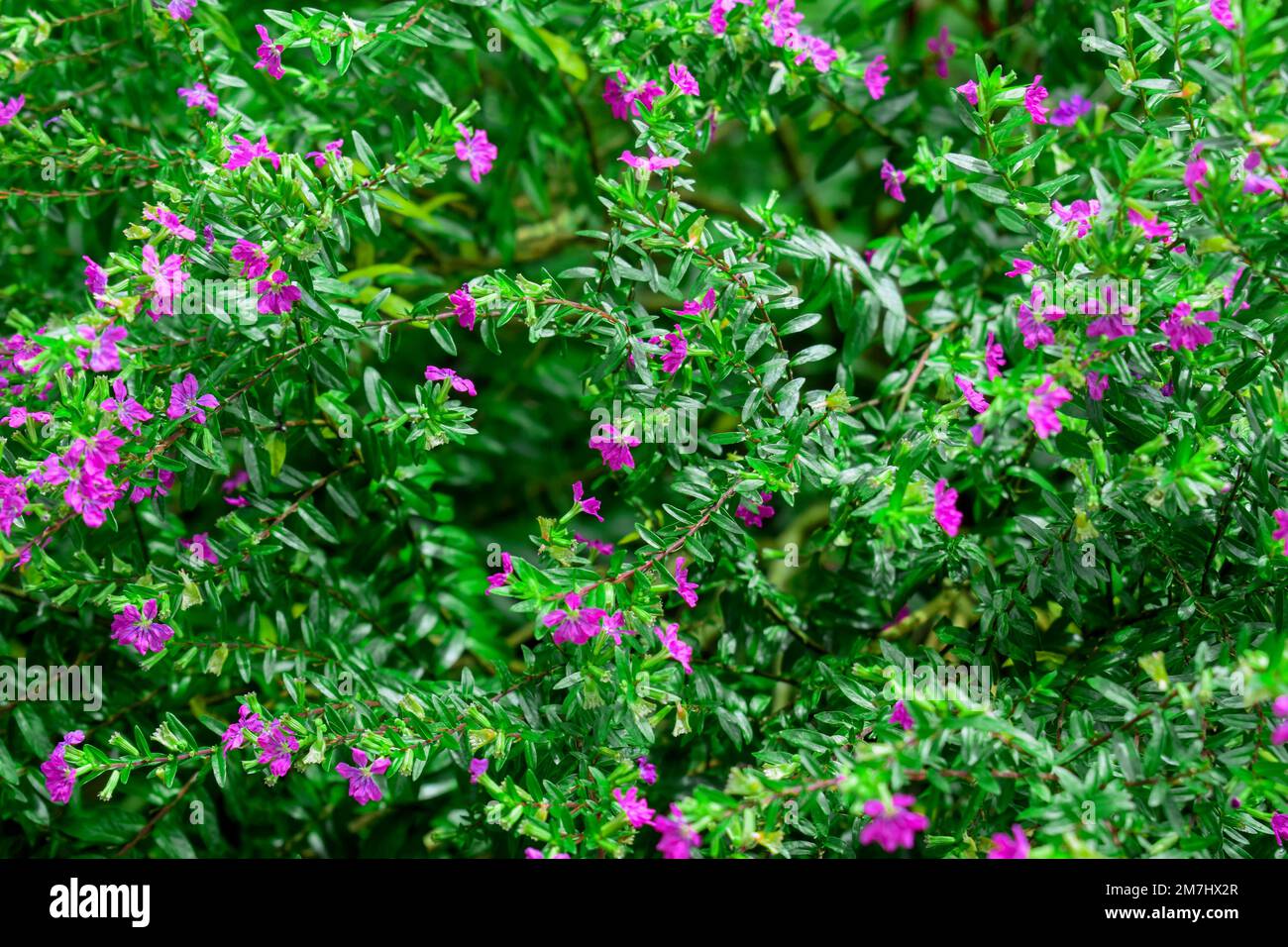 Mexican heather's little purple flowers (Cuphea hyssopifolia). Little flowers are blooming on tree with the morning light. Stock Photo