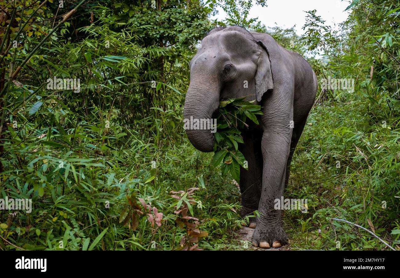 An Elephant in the jungle at a sanctuary in Chiang Mai Thailand ...