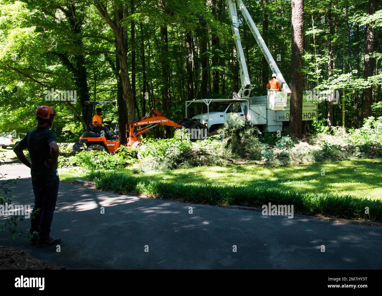 Tree Cutters on machines working on cutting trees down and moving limbs