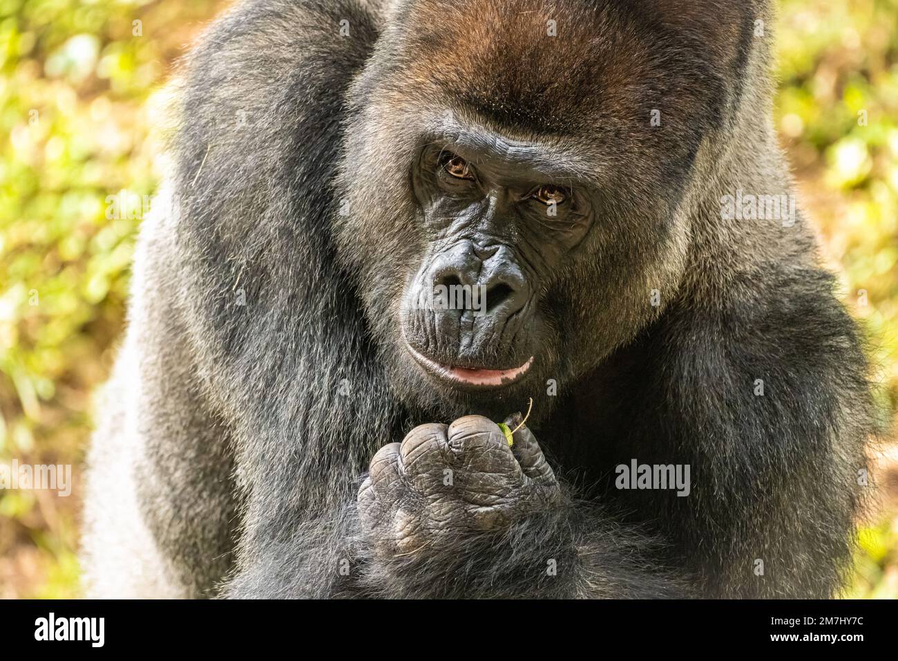 Close-up of a silverback western lowland gorilla at Zoo Atlanta in Atlanta, Georgia. (USA) Stock Photo