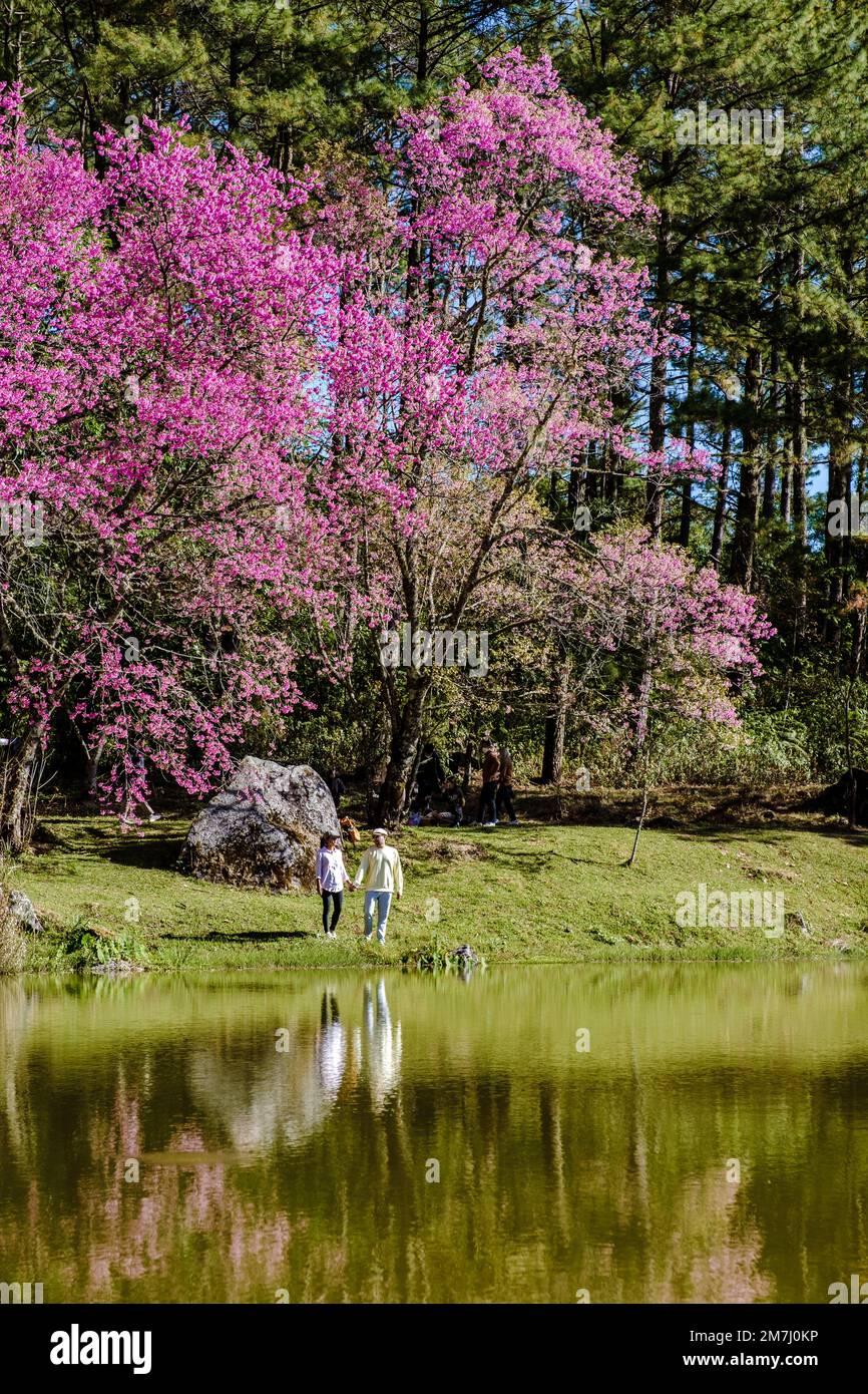 Cherry blossom in Northern Thailand, The wild Himalayan cherry Sakura