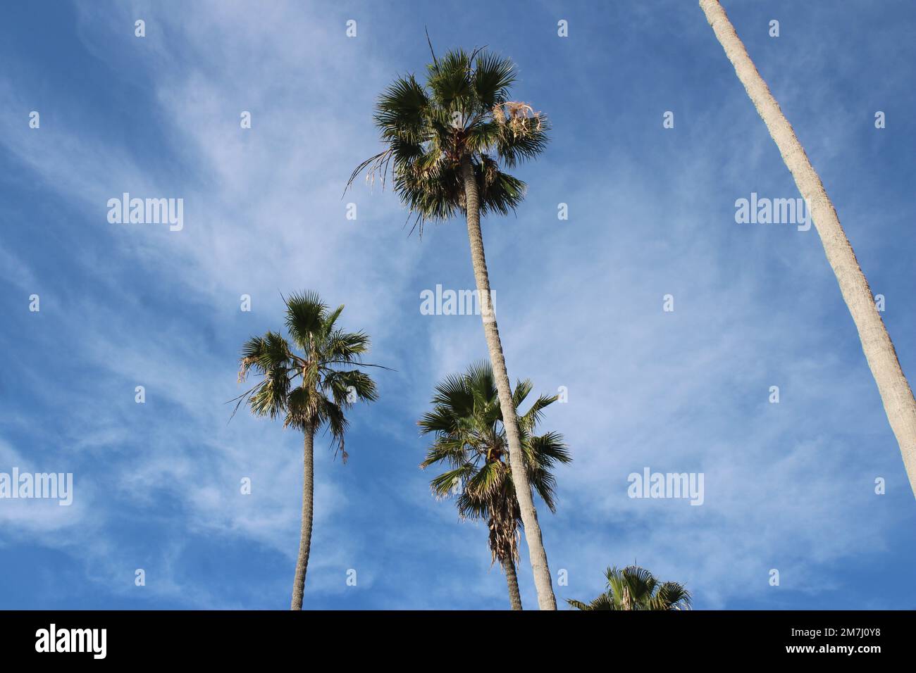 Palm trees against slightly cloudy blue sky Stock Photo