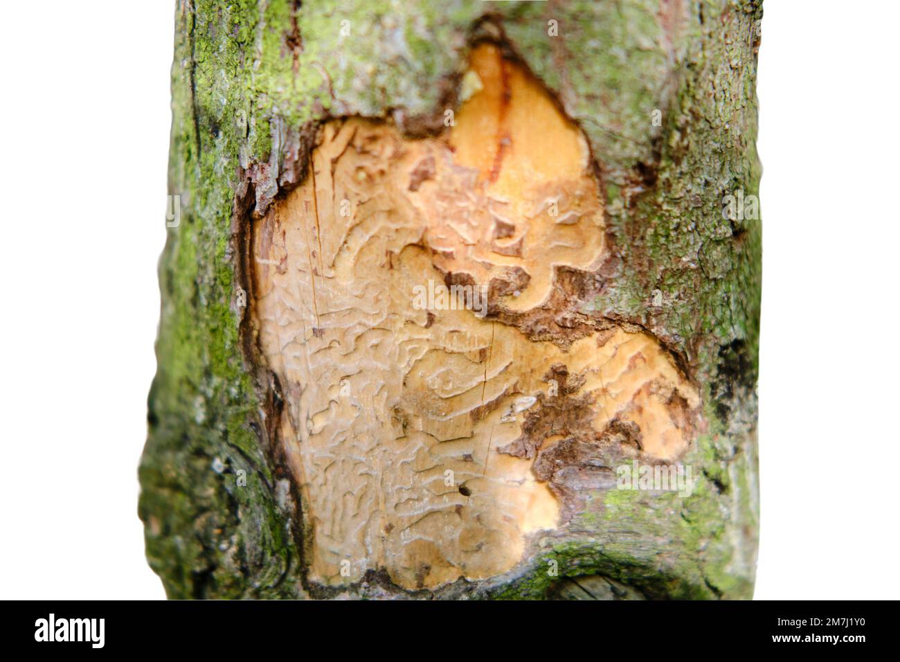The bark of a tree eaten by a beetle against of a green forest