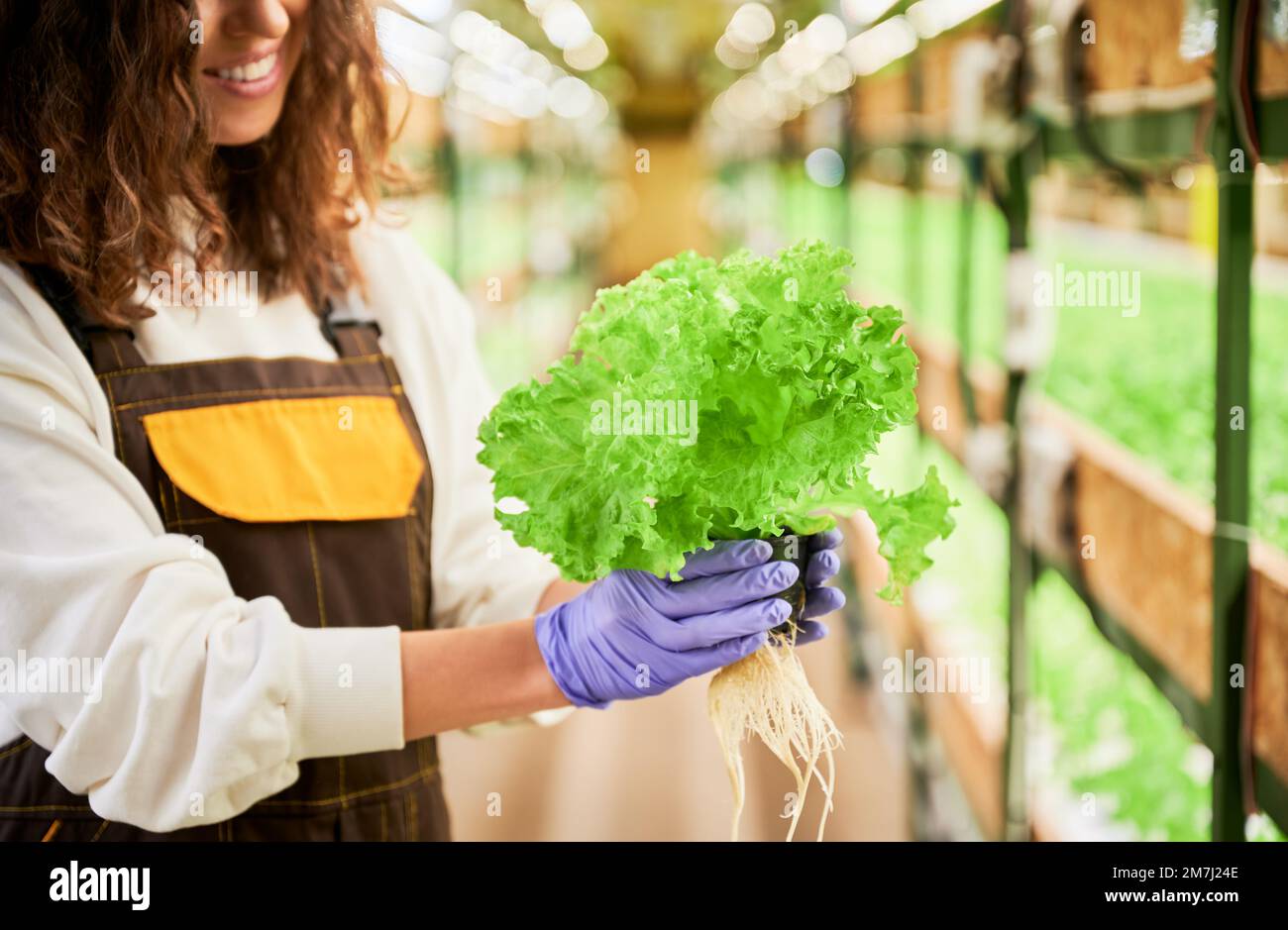 Close up of young woman in rubber garden gloves holding lettuce and smiling while standing in greenhouse. Female gardener with green leafy plant in hands on blurred background. Stock Photo