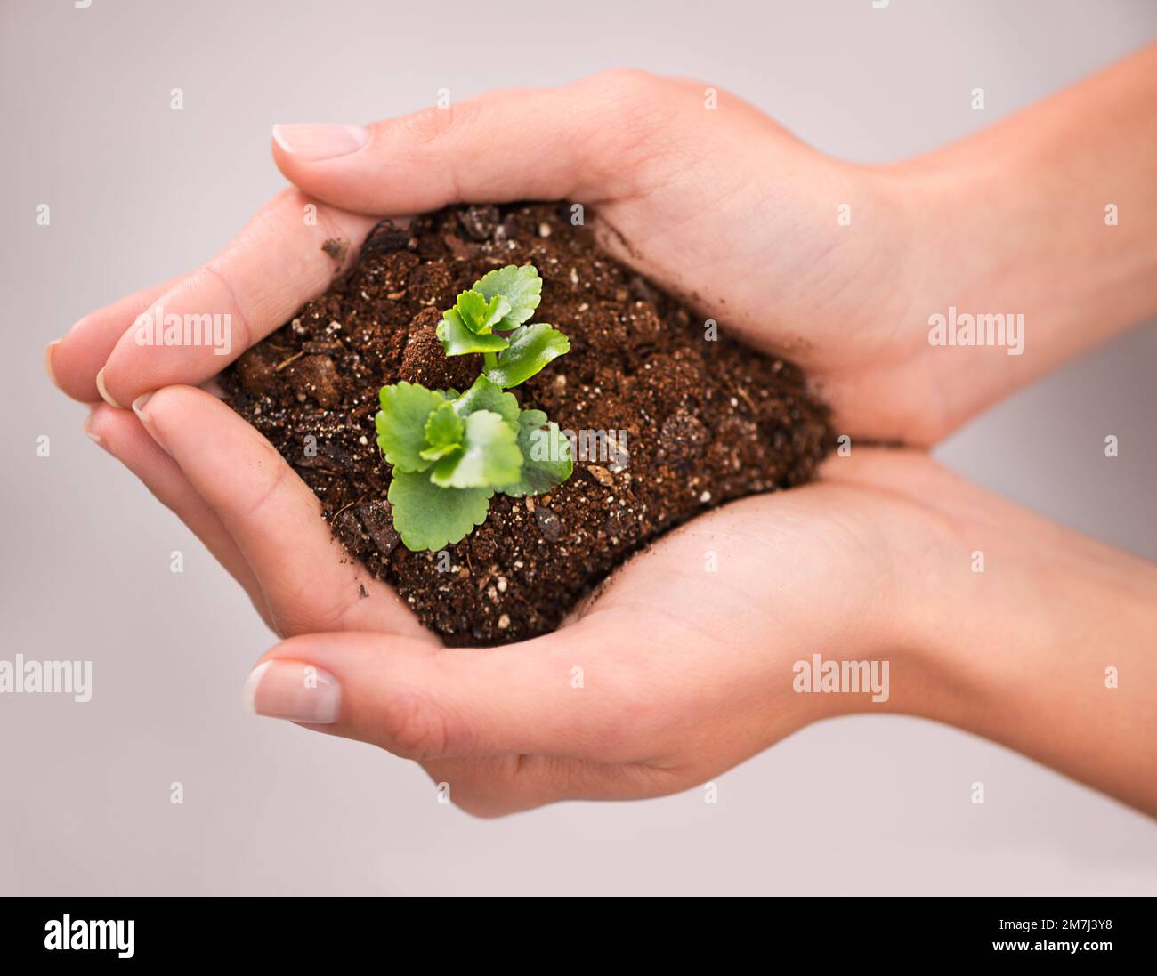 Great things start small. Closeup shot of cupped hand holding a small seedling. Stock Photo