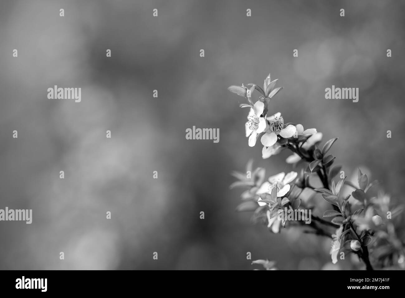 Australian native garden plant Black and White Stock Photos & Images