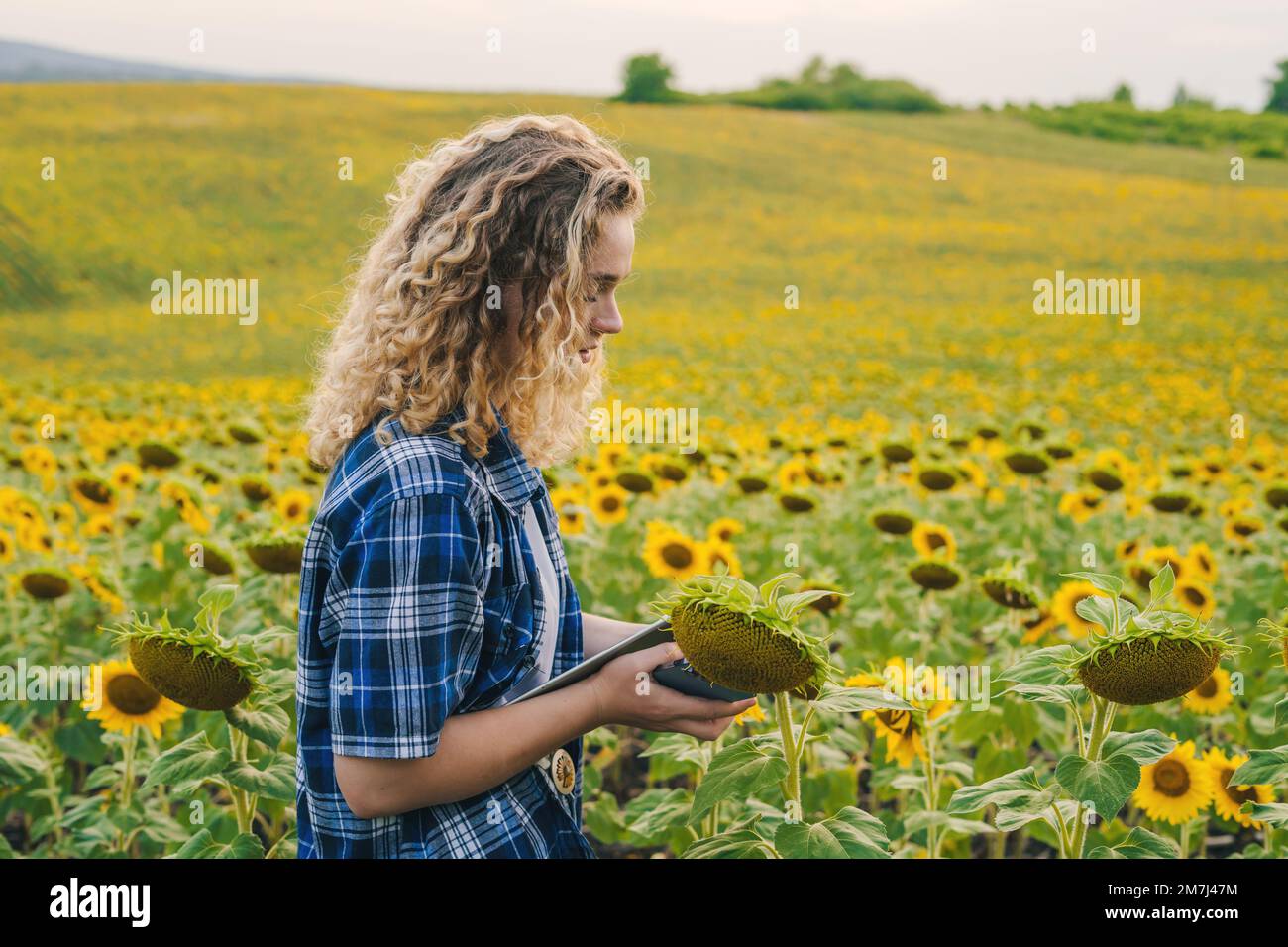 Woman farmer walking among field with sunflowers with a digital tablet his hands. Agriculture concept. Farm-grown oilseed variety. Stock Photo