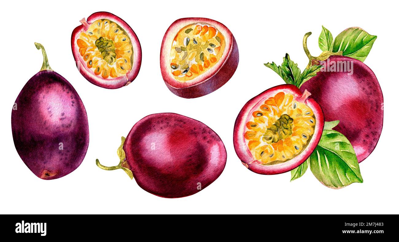Set of passion fruits, mint and leaves watercolor illustration isolated ...