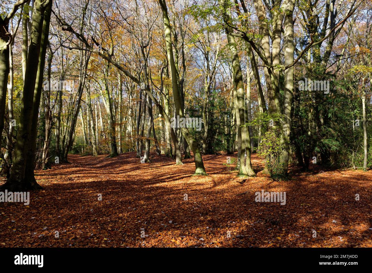 Woodland Ride in Autumn with Beech Trees - Fagus sylvatica, Buckholt ...