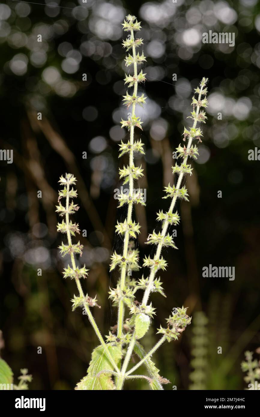 Hedge Woundwort Seedhead - Stachys sylvatica in woodland Stock Photo