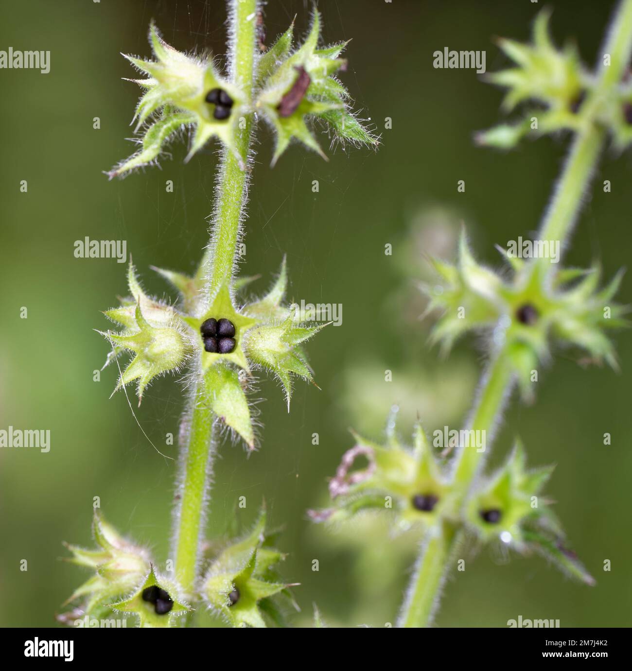 Hedge Woundwort Seedhead - Stachys sylvatica, common woodland plant Stock Photo