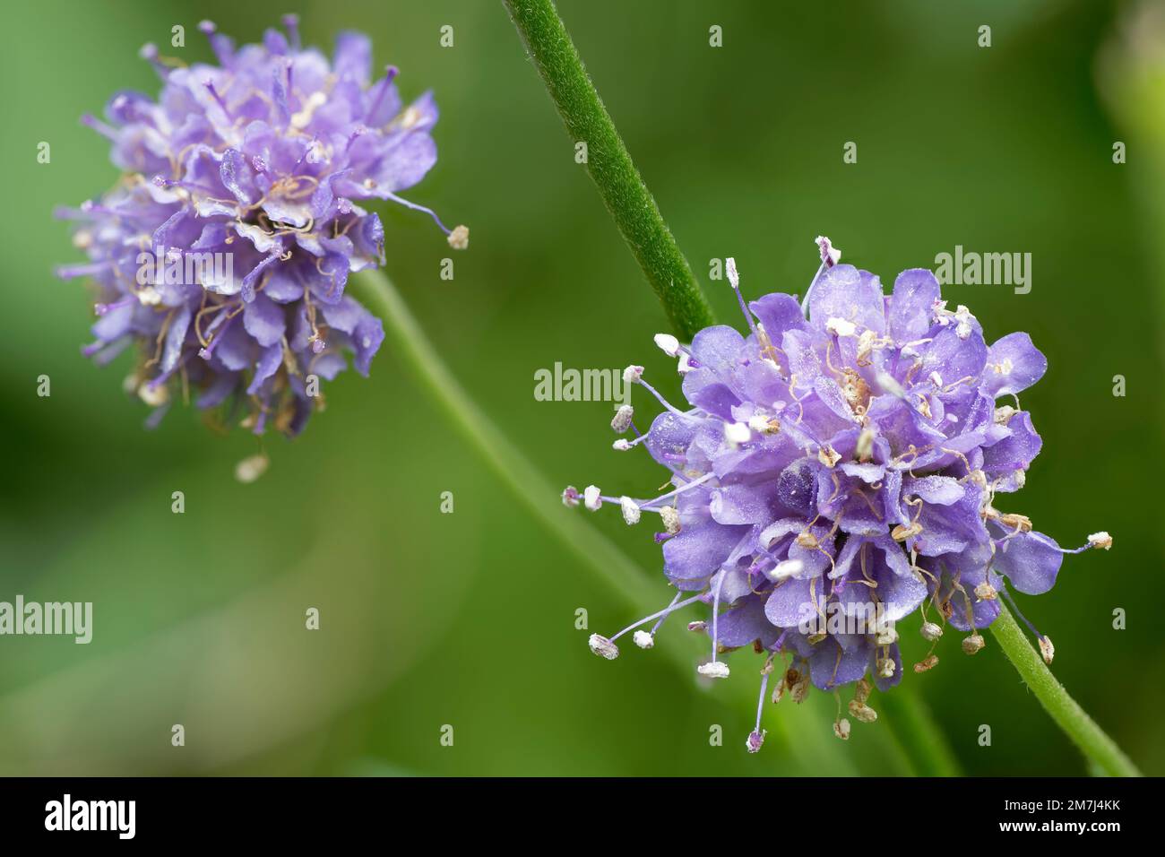 Devils-bit Scabious - Succisa pratensis, two flowers Stock Photo