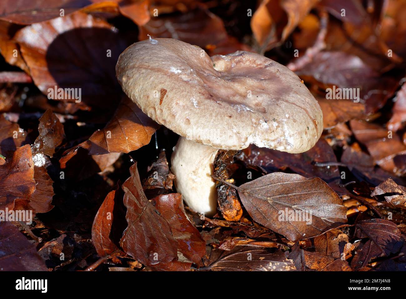 Beech or Slimy Milkcap Fungi - Lactarius blennius among Beech leaf litter Stock Photo