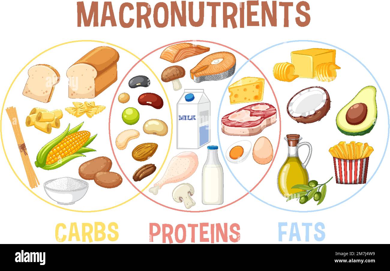 Main food groups macronutrients vector illustration Stock Vector Image