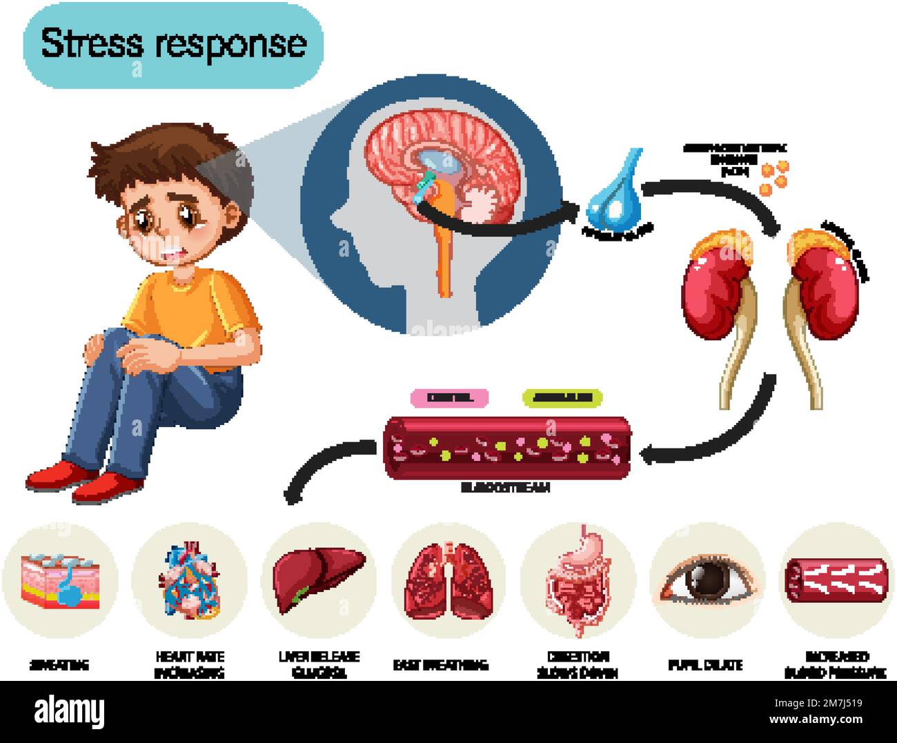 Stress response anatomical diagram with inner organs illustration Stock