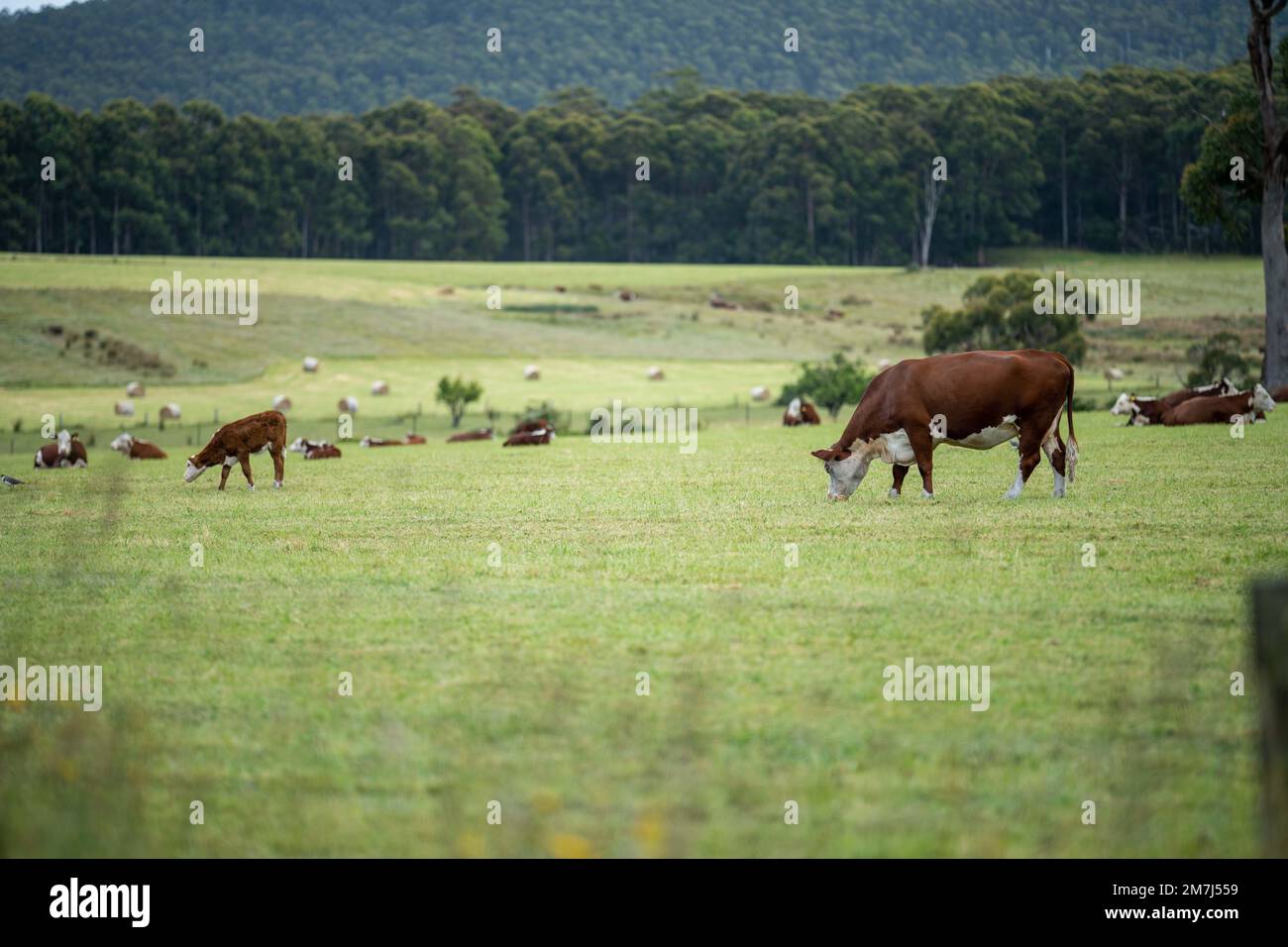 cows grazing in a meadow in australia in summer Stock Photo - Alamy