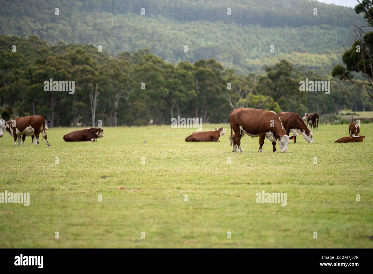cows grazing in a meadow in australia in summer Stock Photo - Alamy