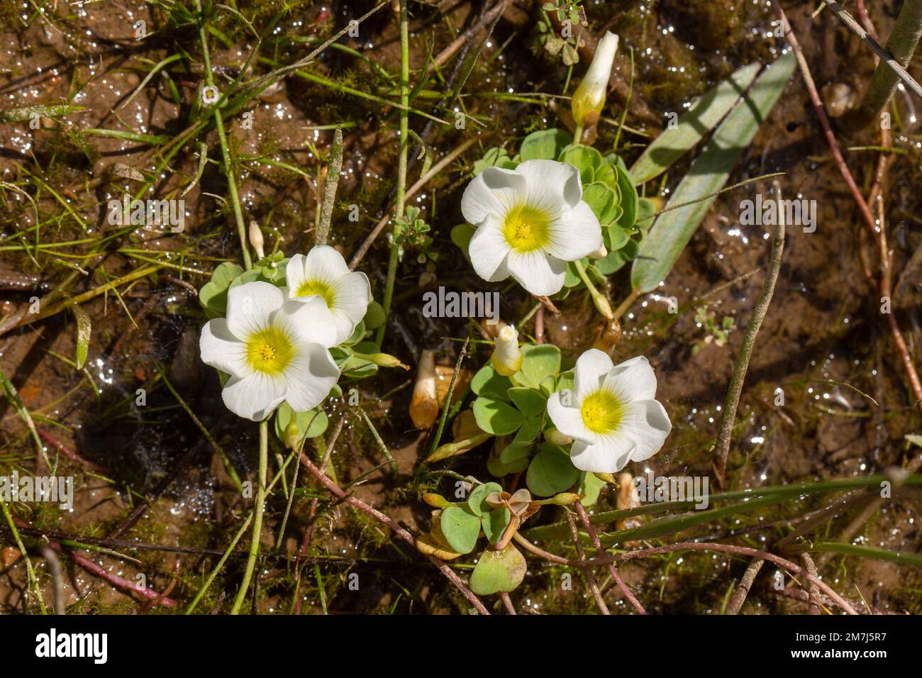 White flowers of the rare Oxalis natans taken in the Western Cape of South Africa Stock Photo