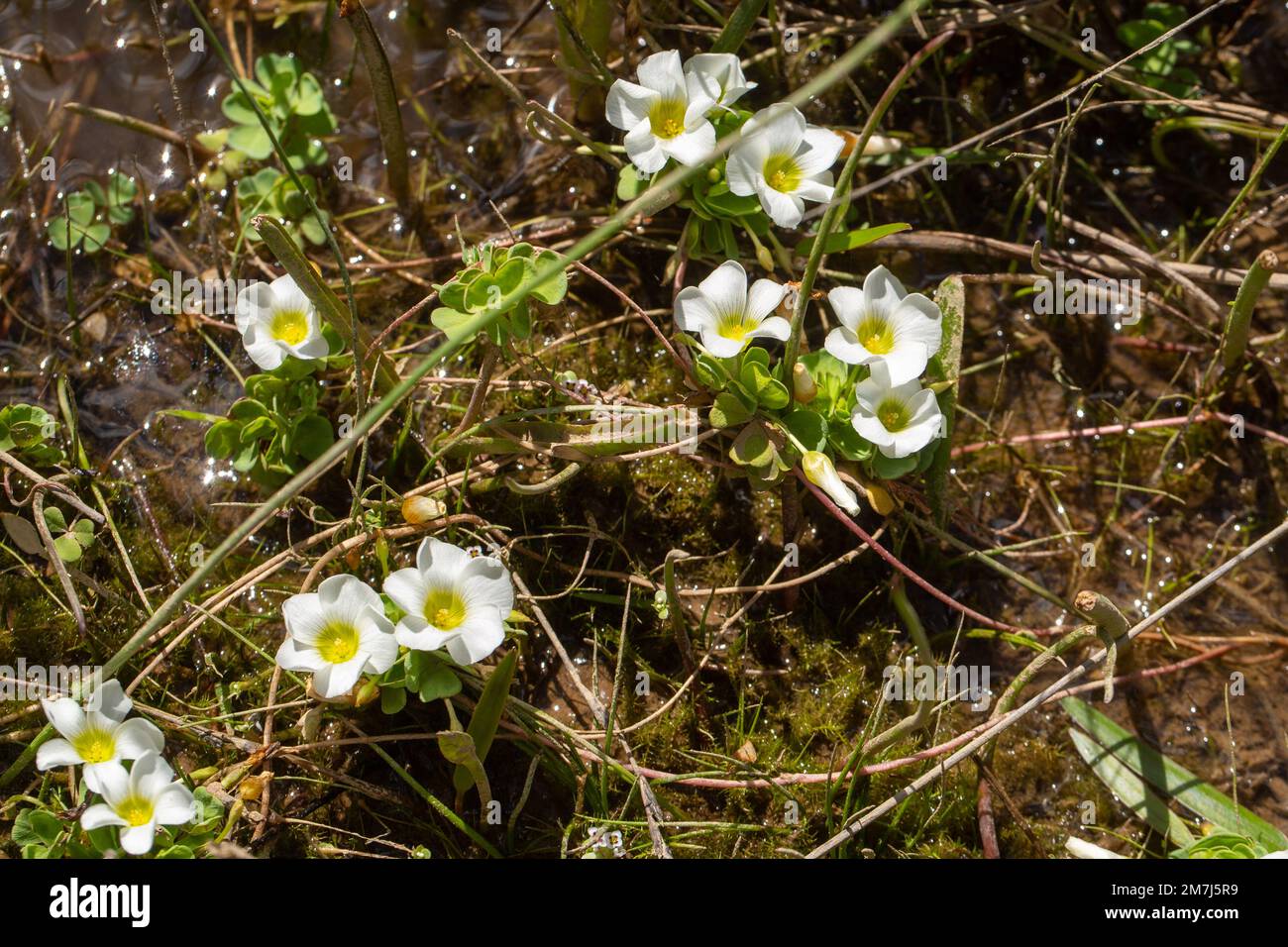 White flowers of the rare Oxalis natans taken in the Western Cape of South Africa Stock Photo