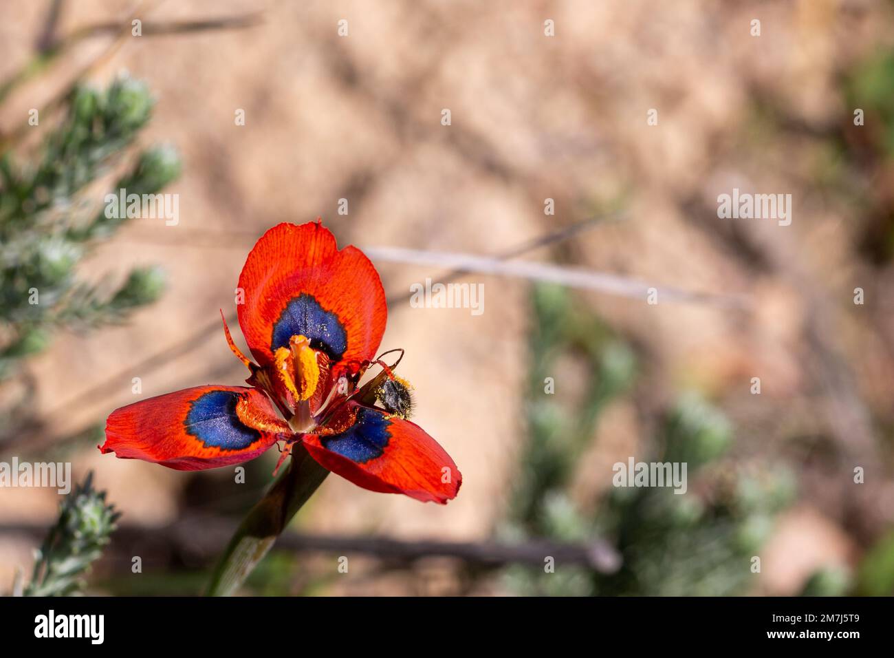 The red flowered rare plant Moraea tulbaghensis in natural habitat near Tulbagh in the Western Cape of South Africa Stock Photo