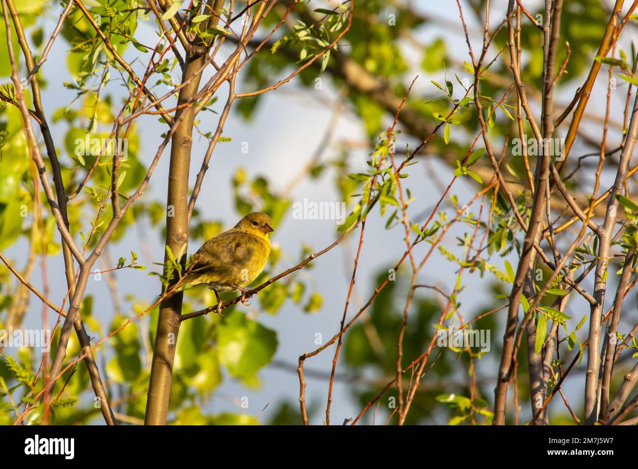 Weaver Bird close to Tulbagh in the Western Cape of South Africa Stock Photo