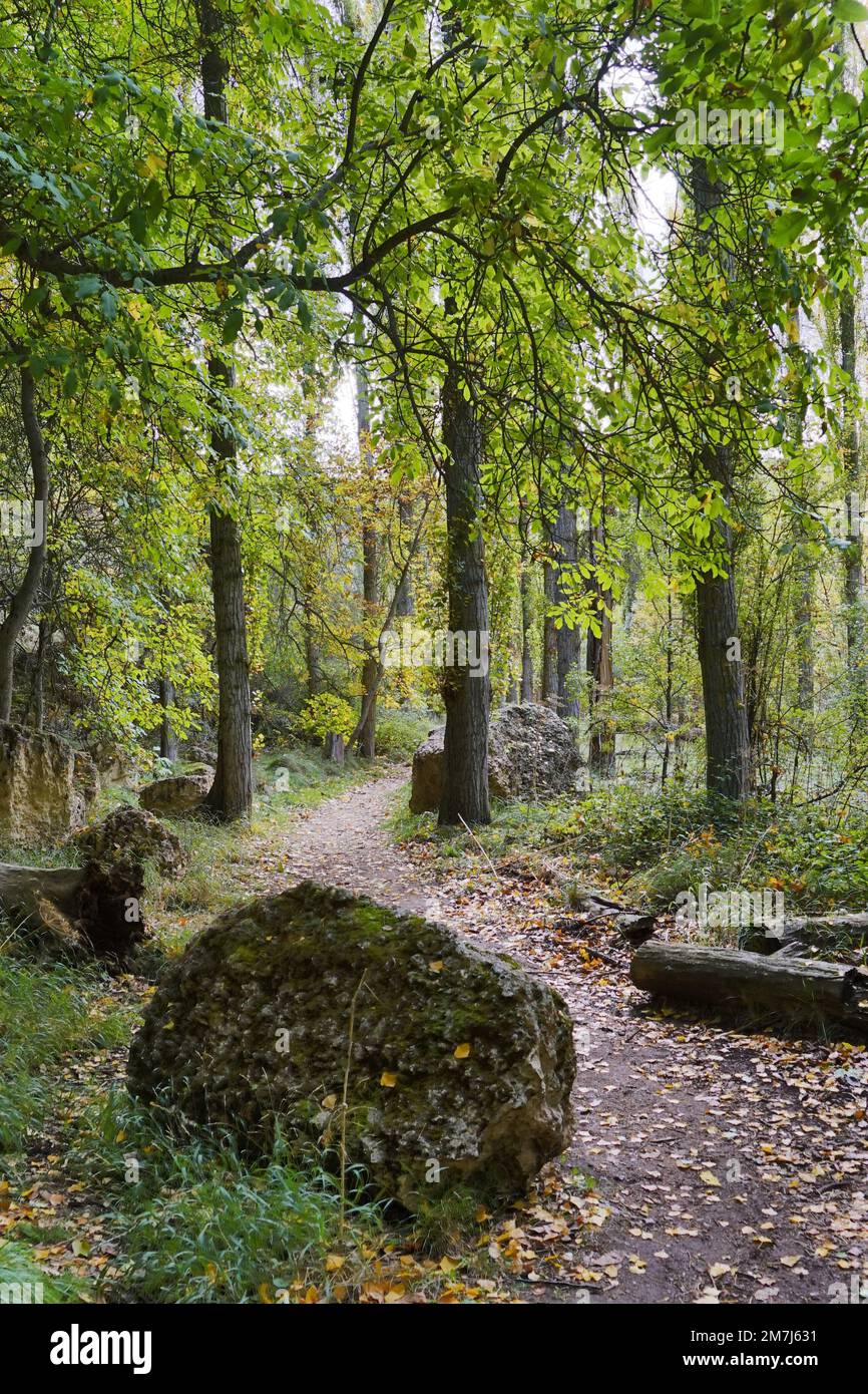 Vertical shot pathway leaves hi-res stock photography and images - Alamy
